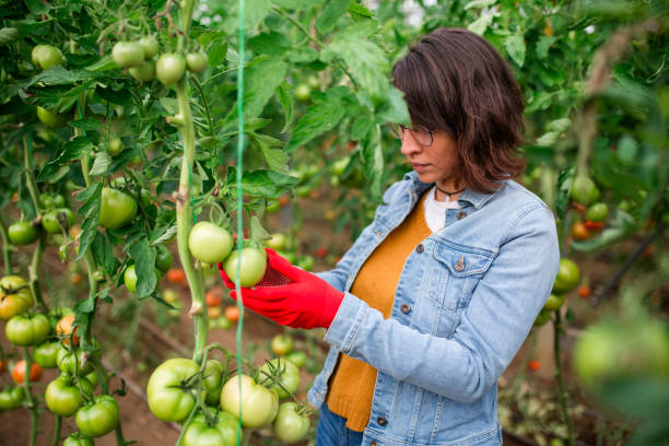 istock Young Woman Picking Tomatoes In Greenhouse 876576636