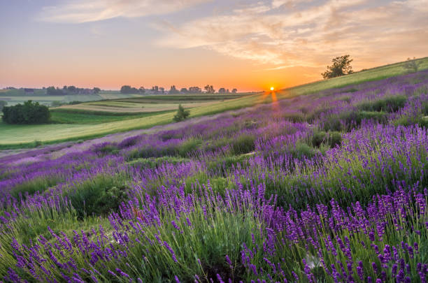 istock Blooming lavender fields in Poland, beautfiul sunrise 876576726