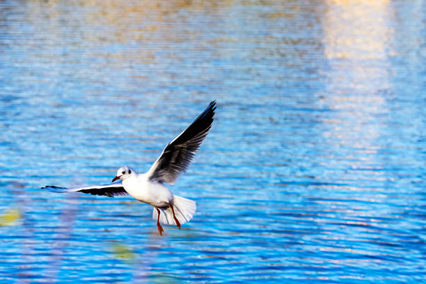Flying Common Tern in the park - Bedfont Lakes Country Park, London