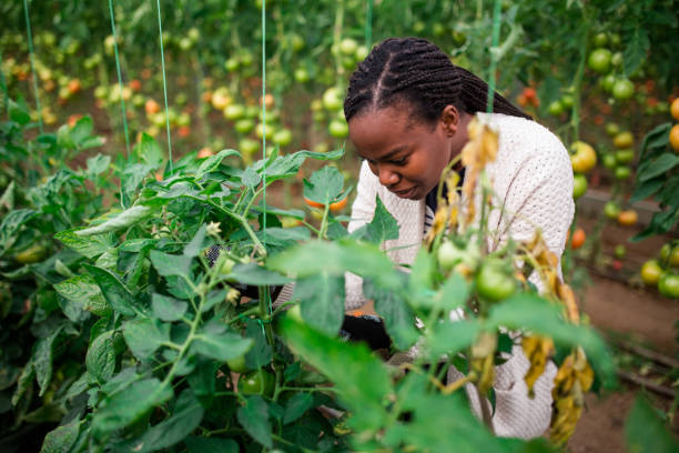 istock Woman Picking Tomatoes In Greenhouse 876576842