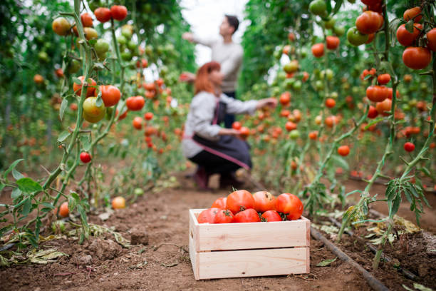 istock Picking Tomatoes In Greenhouse 876579468