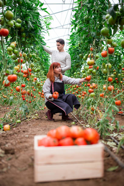 istock Couple Picking Tomatoes In Greenhouse 876579656
