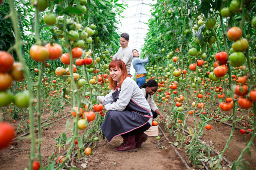 Diligent Young Farmers Picking Green Tomatoes In Greenhouse