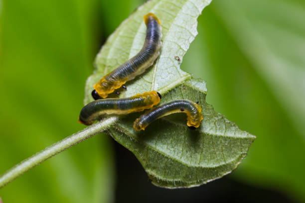 istock Sawfly larvae in nature 876582716