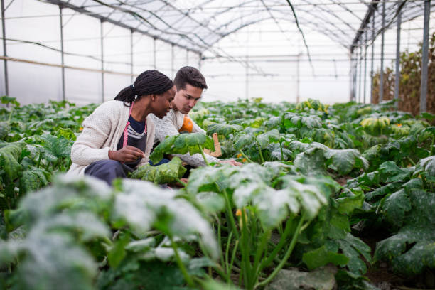 istock Choosing Mature Tomatoes In Greenhouse 876582906