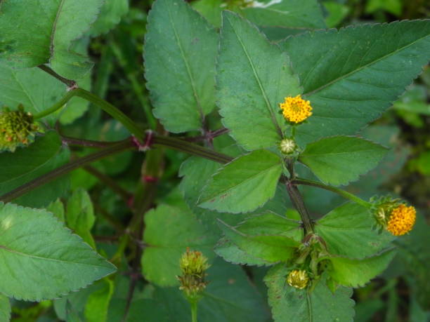 istock bidens pilosa flower and leaf 876583580