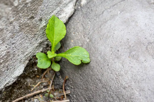 Photo of little plant and concrete building