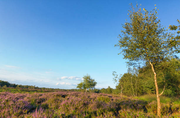 istock Gilderhauser Venn end of summer 876586832