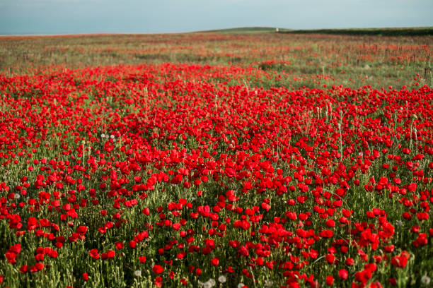 istock Red fields of poppies 876587470