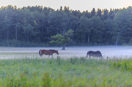 Two horses black horse and brown horse standing in field covered with fog with forest at background. Landscape view.
