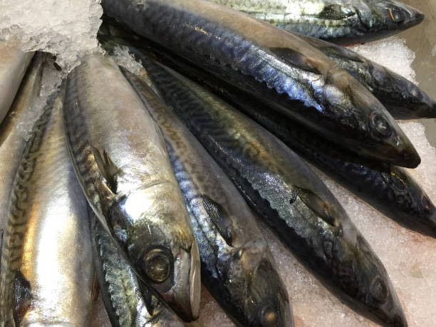 istock Frozen Saba Mackerel in a Pile of Ice 876589912