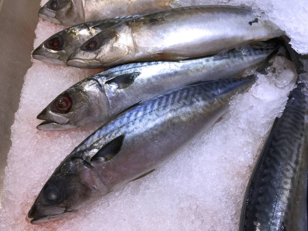 istock Frozen Saba Mackerel in a Pile of Ice 876589936