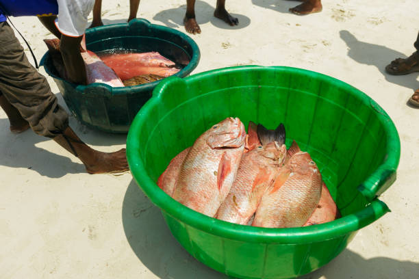 attraper le vivaneau rouge sur la rive de l’océan - fish catch of fish seafood red snapper photos et images de collection