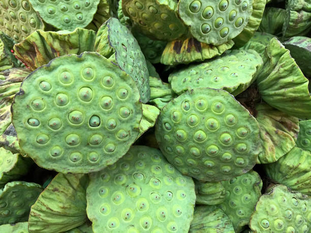 istock Fresh Lotus Fruits Background 876590558