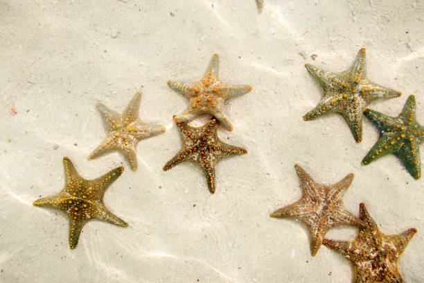 istock Group of starfish underwater on sandy ocean bottom 876590600