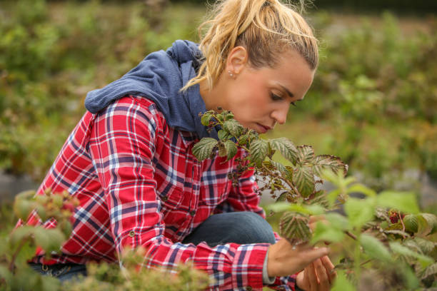 istock woman farmer taking care of raspberry field 876590806