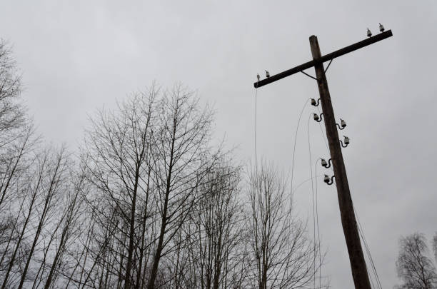 istock Wooden electric pole with broken wires. Black and white. Background. Texture. 876593994