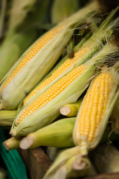 istock corn at a street market 876594234