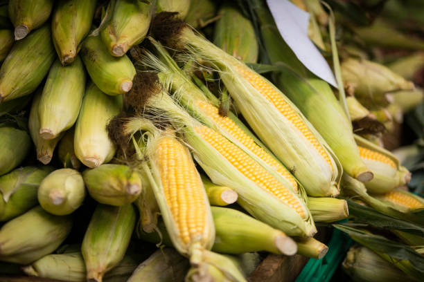 istock corn at a street market 876594238