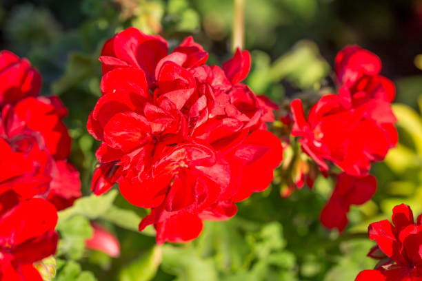 istock Red geraniums in a summer garden. With green backgorund nature 876594544