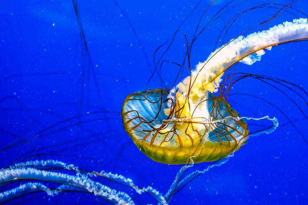 Jellyfish Floating in Water