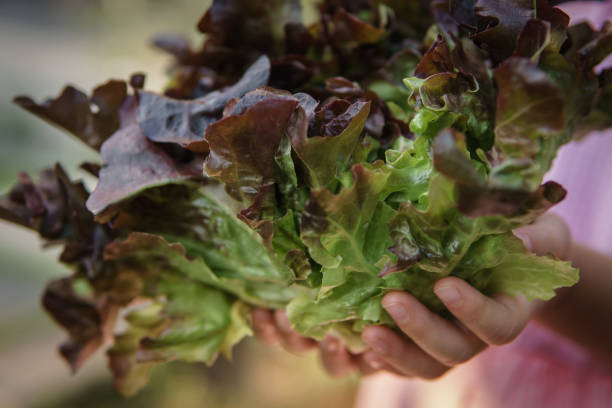 istock child pick red oak lettuce in backyard garden 876598084