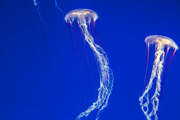istock Jellyfish Floating in Water 876598370