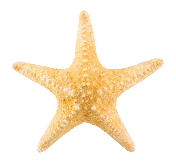 istock Starfish isolated on white background with clipping path 876600726