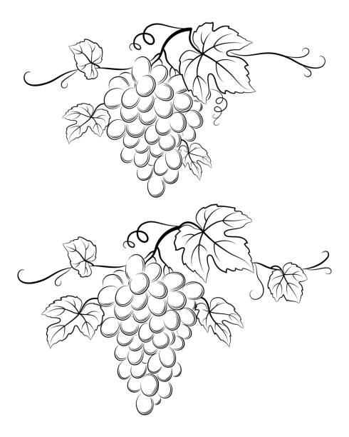 ilustrações de stock, clip art, desenhos animados e ícones de grapes black pictograms - grape bunch fruit stem