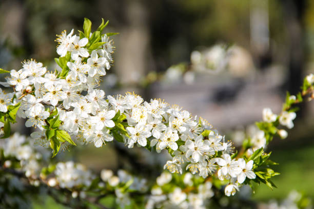 istock Detail of blossom cherry tree 876605138