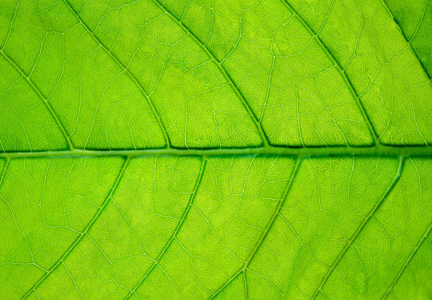 istock big green leaf with veins background 876605388