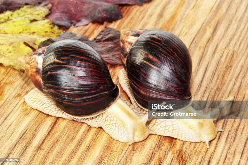 Two Giant african Achatina snails on wooden background with grape leaves. Two Giant african Achatina snails on wooden background with grape leaves taken closeup. Achatina Stock Photo