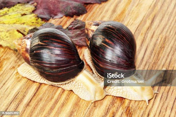 Two Giant African Achatina Snails On Wooden Background With Grape Leaves Stock Photo - Download Image Now