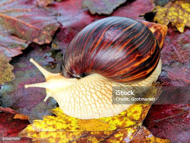 Giant African Achatina Snail On Colorful Autumn Grape Leaf Stock Photo - Download Image Now