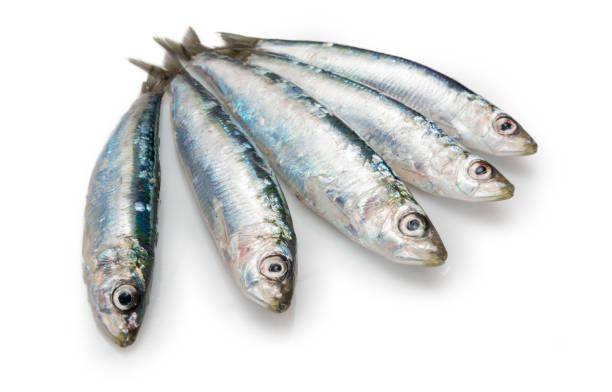 istock Sardines,european pilchards 876607998