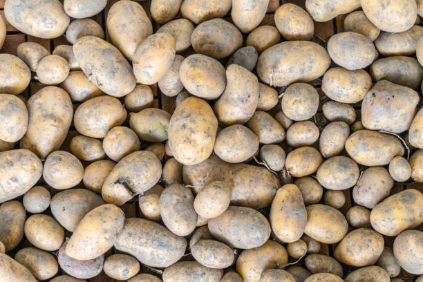 istock freshly harvested unwashed organic potatoes 876608058