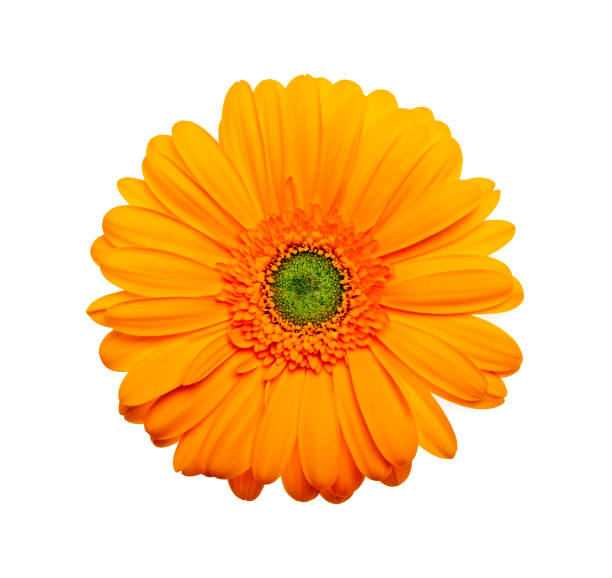 istock Yellow gerbera flower on a white background 876608500