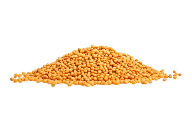 istock Yellow mustard seeds on a white background 876608652