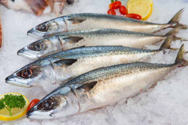 istock Fresh Mackerel or Saba Fish on ice in market 876614794