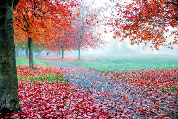 hoja de maple color otoño vancouver - riding autumn meadow land fotografías e imágenes de stock