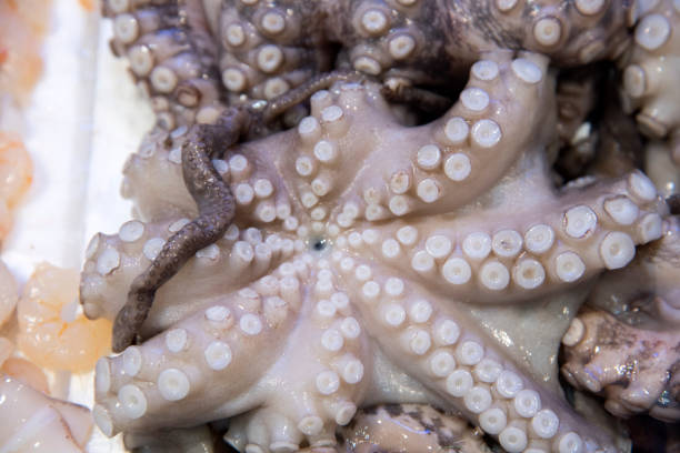 istock Fresh octopus on display at fish market 876616676