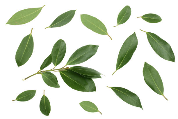 istock laurel isolated on white background. Fresh bay leaves. Top view. Flat lay pattern 876619436