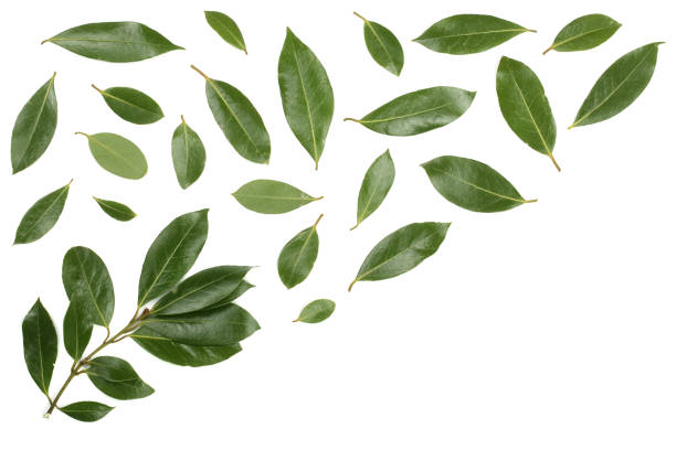 istock laurel isolated on white background with copy space for your text. Fresh bay leaves. Top view. Flat lay pattern 876621848
