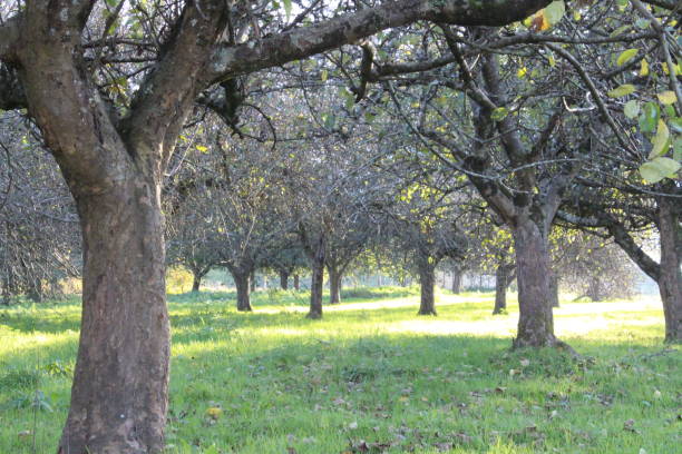 istock Apple garden on the mountains view 876621890