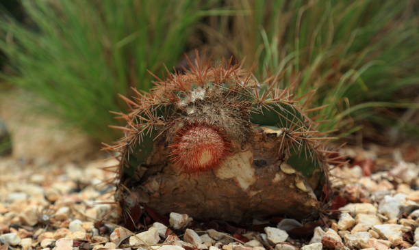 istock Closeup view on a strange cactus plant , Aruba island 876622618
