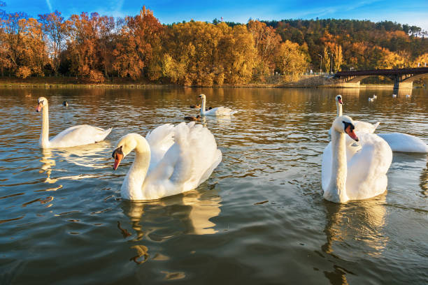 istock Peaceful white swans floating on the river near bridge in autumn (Piestany, Slovakia) 876624948