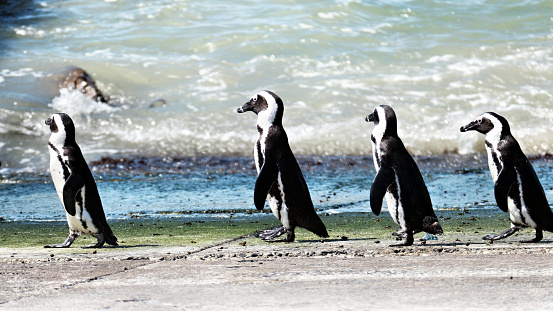 African penguin breeding colony at Stoney Point Nature Reserve located at Betty's Bay, Western Cape Province.