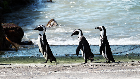 African penguin breeding colony at Stoney Point Nature Reserve located at Betty's Bay, Western Cape Province.