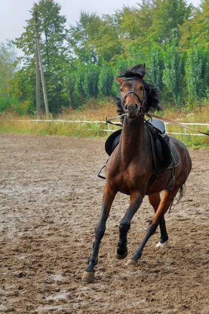 istock Horse  on the racetrack . 876626676