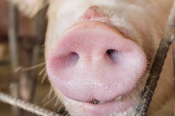 istock piglet on swine breeding farm 876628920